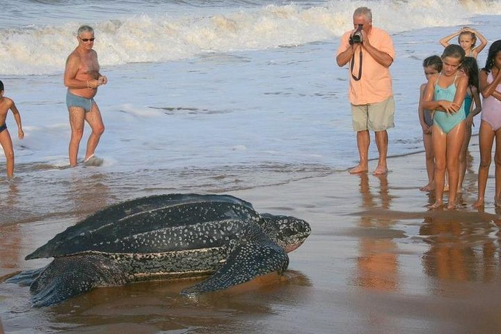 1 Night, 2 Days - PACUARE + Pacuare Reserve (Near to Tortuguero National Park) - Photo 1 of 7